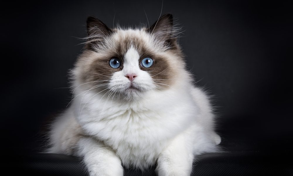 Un chat ragdolls aux yeux bleus est au centre de l'image. Il regarde vers l'objectif avec des grands yeux. Le fond est noir.