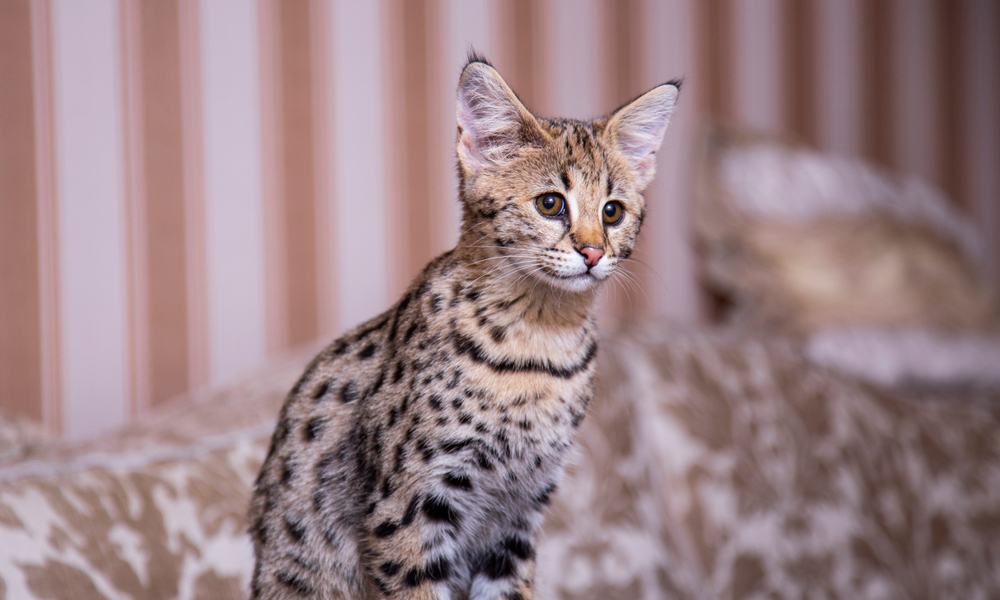 Le prix d'un chat de race savannah est élevé car la race est rare. Le chaton est en gros plan.