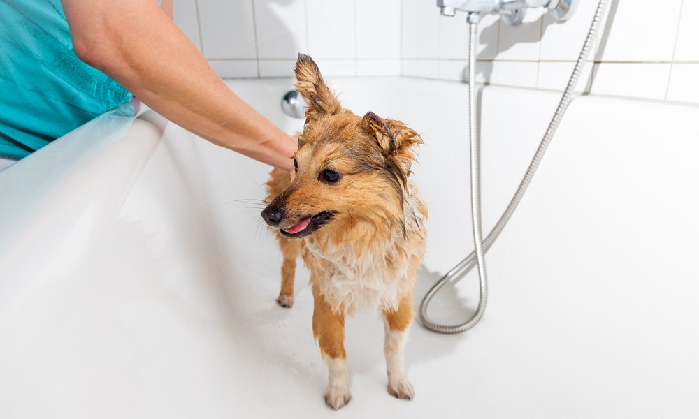 Un shetland berger beige est au centre de l'image dans une baignoire. Il se fait laver et entretenir. Une personne lave le chien.