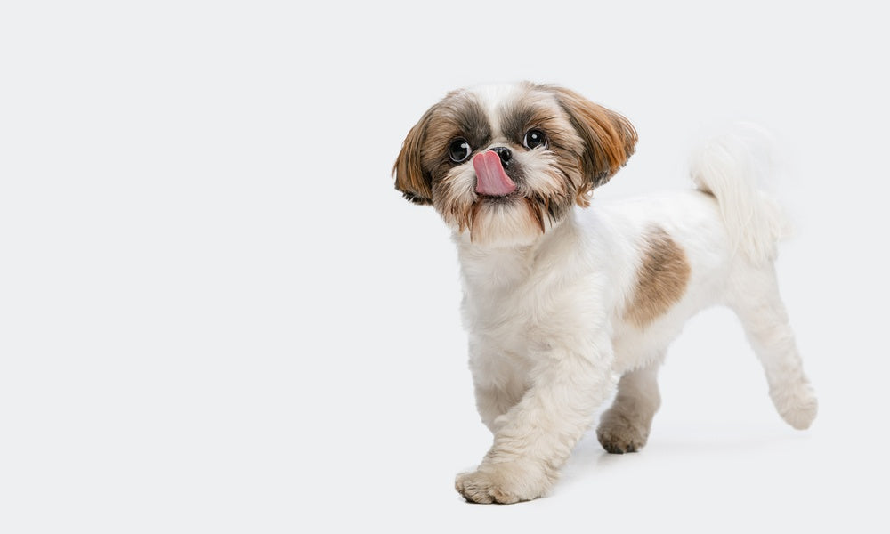 Un chien shi tsu aux poils longs est au centre droit de l'image. Il a le pelage clair et semble courir. Le fond est blanc.