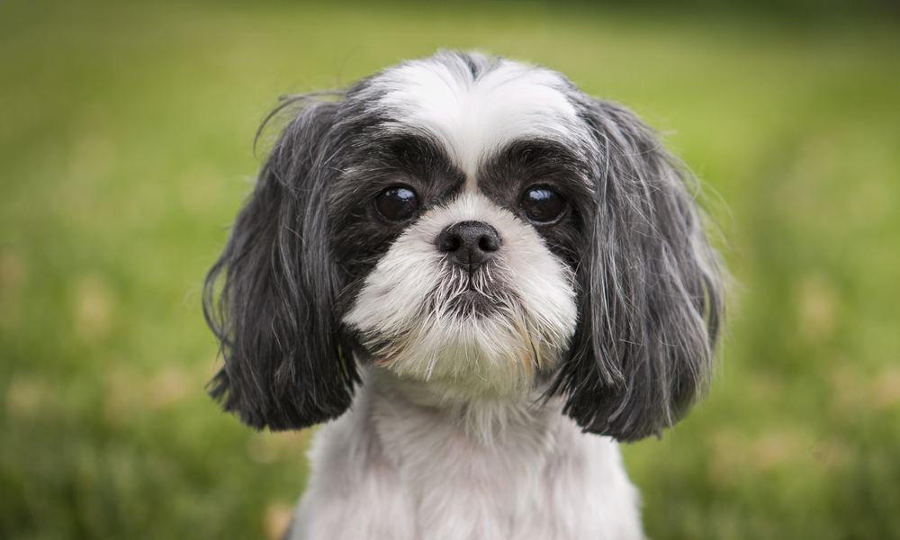 Un chien shih tzu blanc et noir est au centre de l'image. Le chien regarde l'objectif. Le fond est flou mais on voir un espace vert.