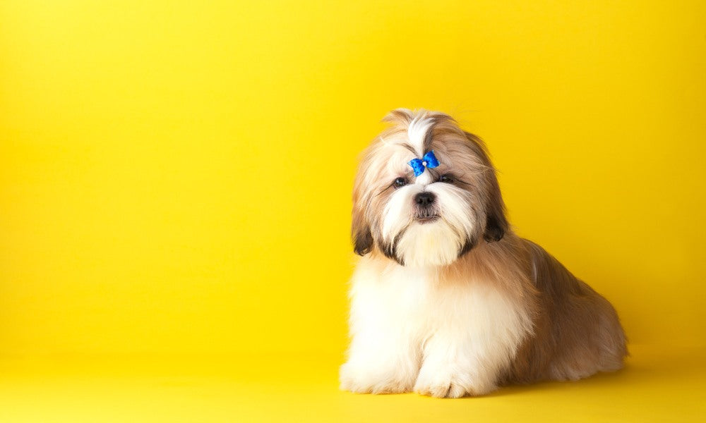 Un chien shih tzu blanc avec un chouchou bleu est au centre droit de l'image. Il regarde l'objectif. Le fond est jaune.