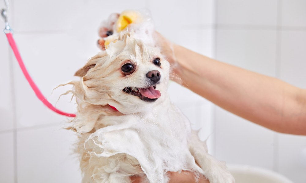 Un petit chien se fait laver par une personne dans un bain. Il fait un toilettage pour chien. Le canidé à l'air heureux et tire la langue.