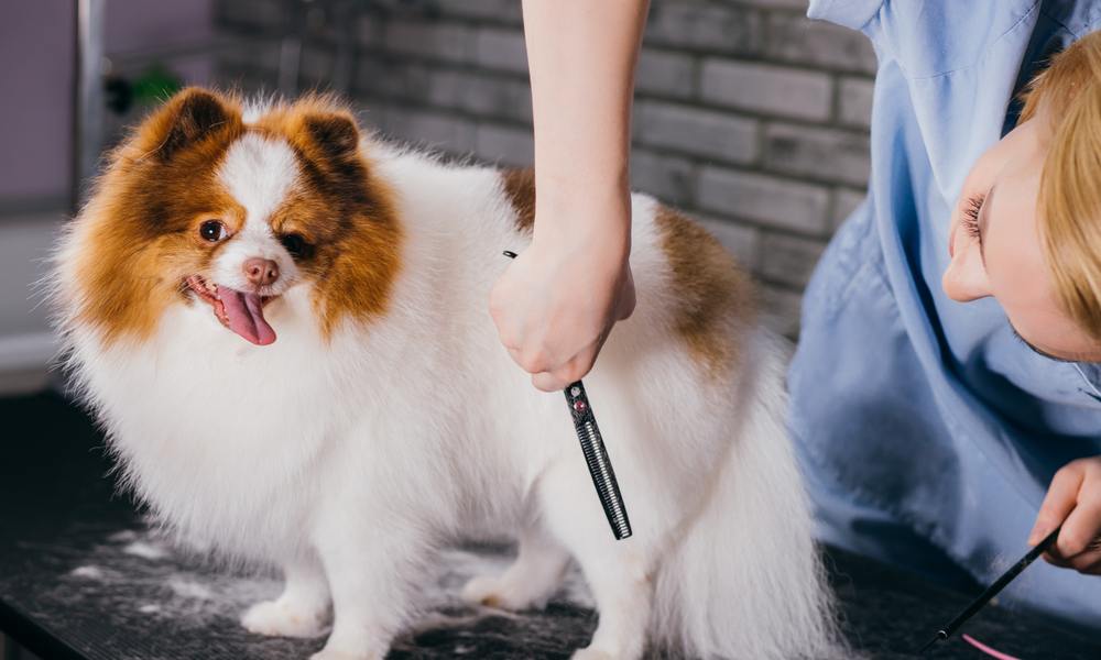 Une femme en blouse bleu fait un toilettage de chien à une petite boule de poils blanche et marron. Elle coupe les poils du chien avec des ciseaux.