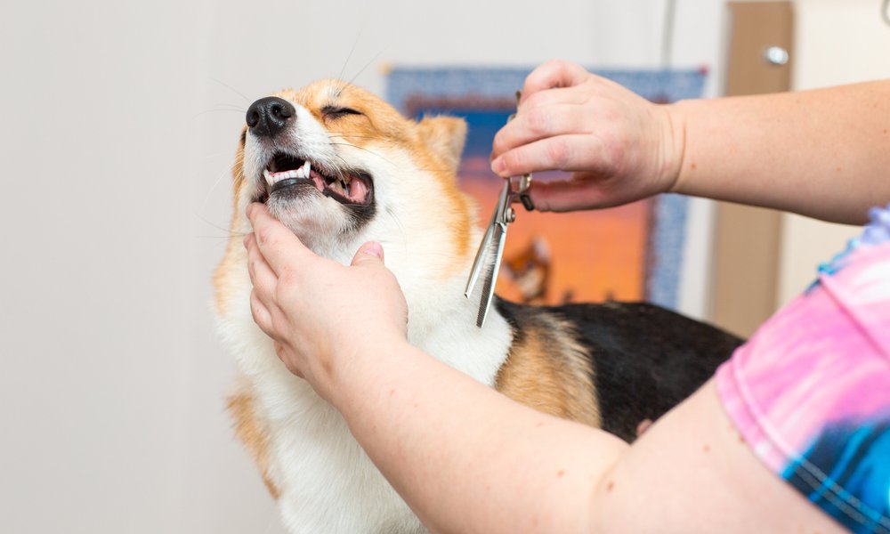 Une personne avec des ciseaux coupe les poils d'un chien. Elle fait un toilettage pour chien au canidé. Le chien lève la tête et ferme les yeux.