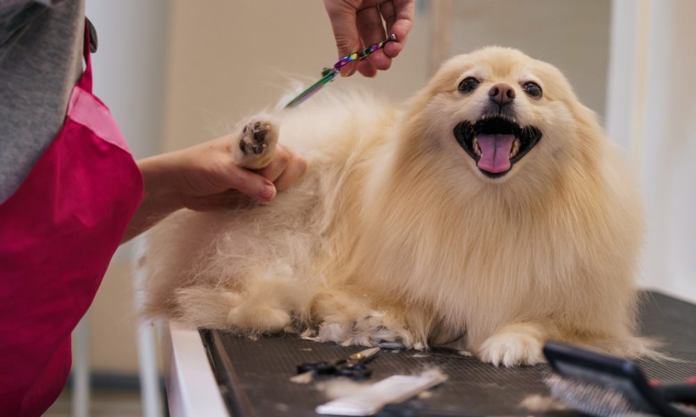 Un femme au tablier rouge fait le toilletage d'un chien. Elle coupe les poils d'un pomeranian qui sourit la bouche ouverte sur une table.