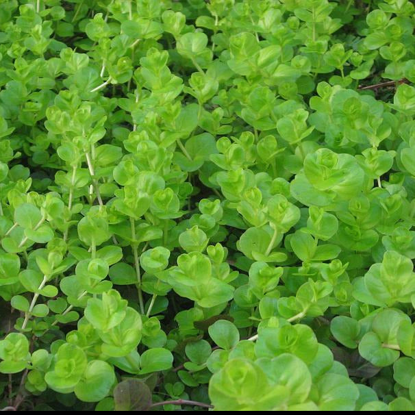 creeping jenny care aquarium