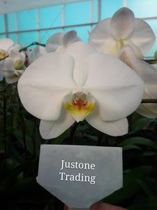 捷通貿易公司 台灣蝴蝶蘭蘭花 日本蕙蘭批發 Justone Trading Co 台灣蝴蝶蘭蘭花 日本蕙蘭批發