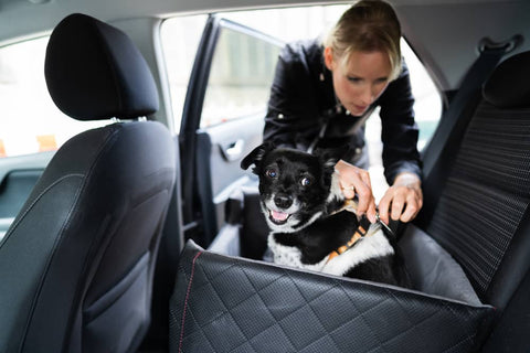 10 conseils pour voyager avec son chien en voiture cet été - Animojo.fr