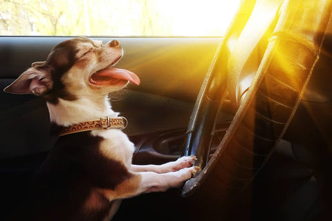 10 conseils pour voyager avec son chien en voiture cet été - Animojo.fr