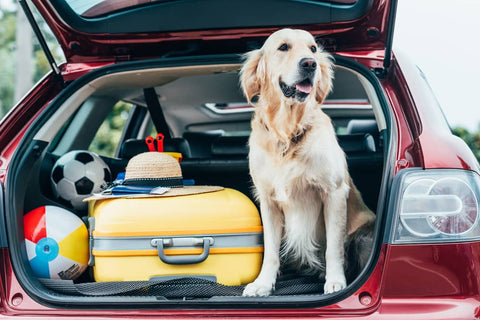 10 conseils pour voyager avec son chien en voiture cet été - Animojo.fr