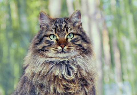 Chat des forêts sibériennes - Animojo.fr