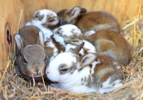 RISAVR - Les besoins du lapin domestique
