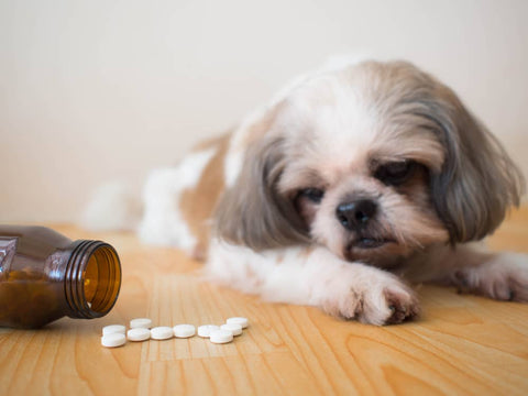 Comment donner des médicaments à son chien - Animojo.fr