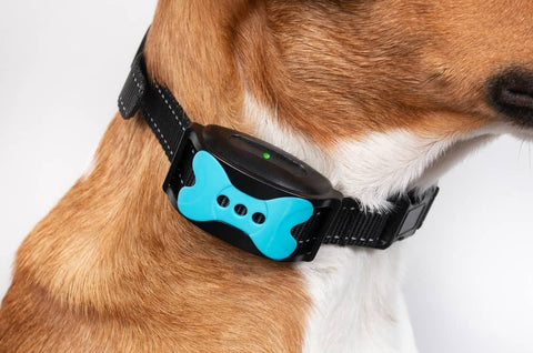 Comment fonctionne un collier anti-fugue sans fil pour chien - Animojo.fr