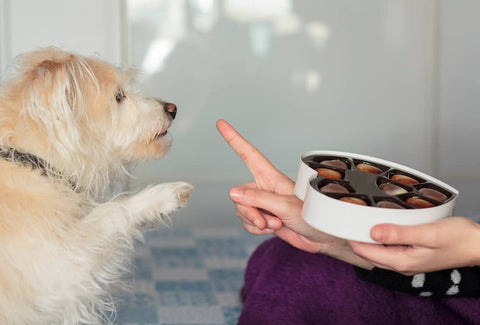 Comment puis-je protéger mon chien des dangers du chocolat - Animojo.fr