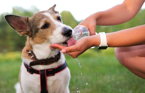 Comment soulager le hoquet chez le chien - Animojo.fr