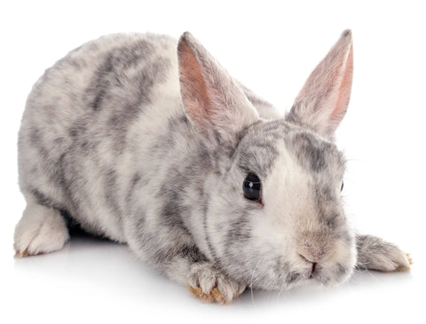 5 choses à savoir avant d'adopter un lapin nain