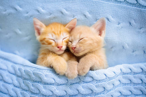 Les chats se souviennent-ils de leurs frères et sœurs ou de leur mere - Animojo.fr