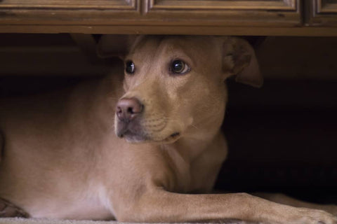 Les feux d'artifice - Attention à vos animaux de compagnie - Animojo.fr