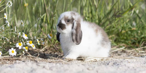 Oreilles du lapin - A quoi servent les oreilles du lapin