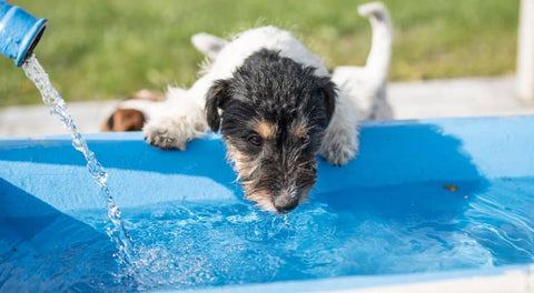 Quels sont les symptômes liés à la consommation excessive d'eau chez le chien ? - Animojo.fr