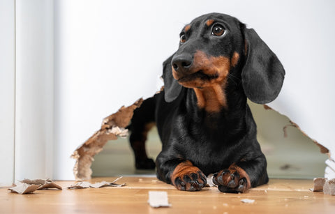 Que faire si votre un animal de compagnie dégrade le bien que vous louez - Animojo.fr