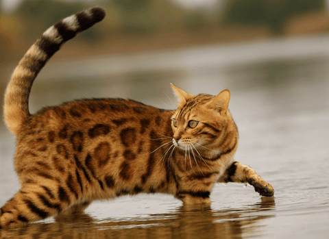 Quelles races de chats aiment l'eau   - Animojo.fr
