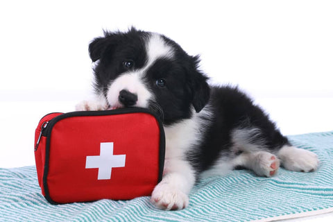Trousse de premier secours pour chien - Que doit-elle contenir  - Animojo.fr