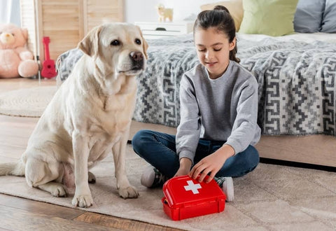 Trousse de premier secours pour chien - Que doit-elle contenir  - Animojo.fr