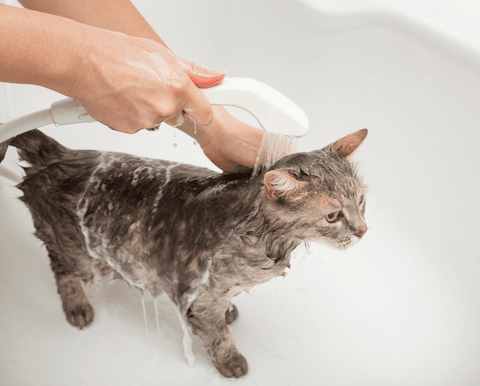 Voici quelques conseils pour donner un bain à votre chat - Animojo.fr