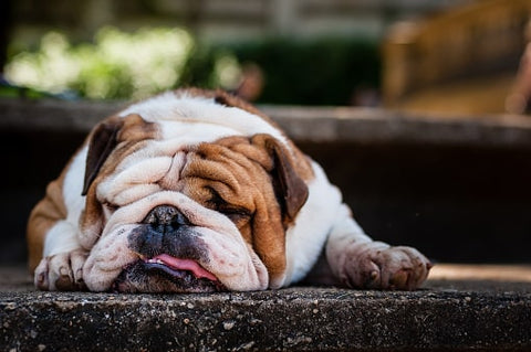 La race de chien bouledogue - animojo.fr