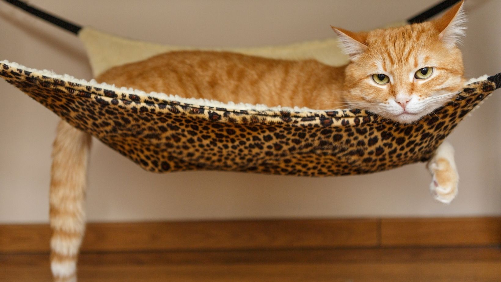 hamac pour chat pour décoration