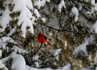Single Male Cardinal in Winter in a Framed Gold Color Accent Frame 5x7 - Schmidt Fine Art Gallery