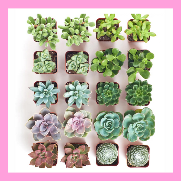 April Box Mini Succulents