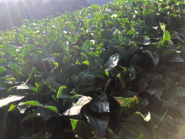 Tea leaves in the sun at a tea farm