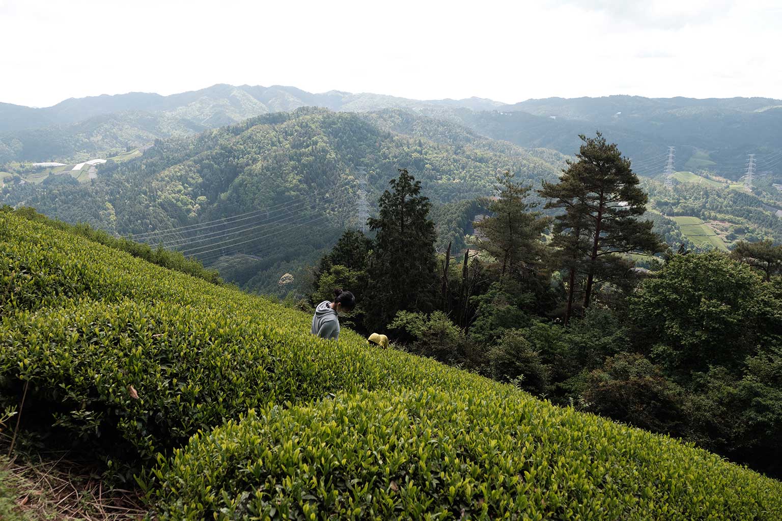 Tea field in Japan