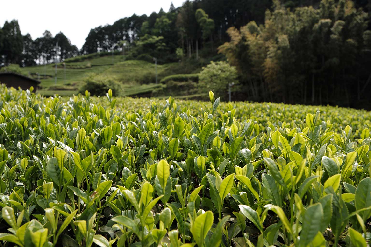 Tea leaves in Japan