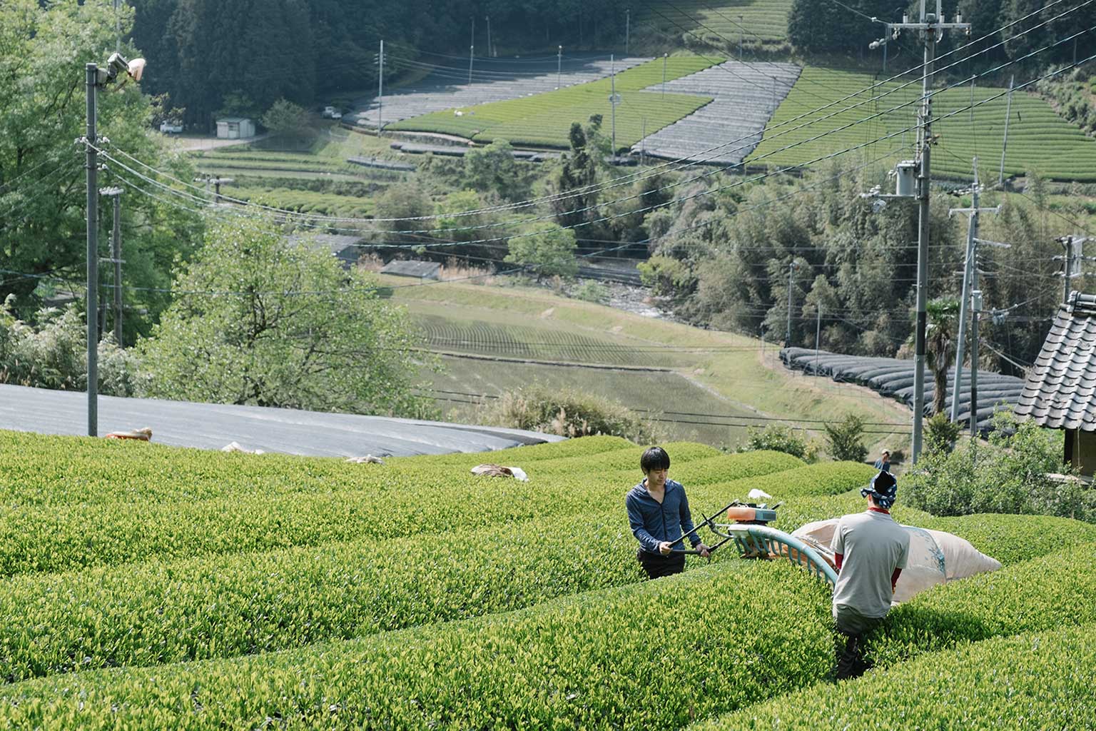 Tea Farm in Japan