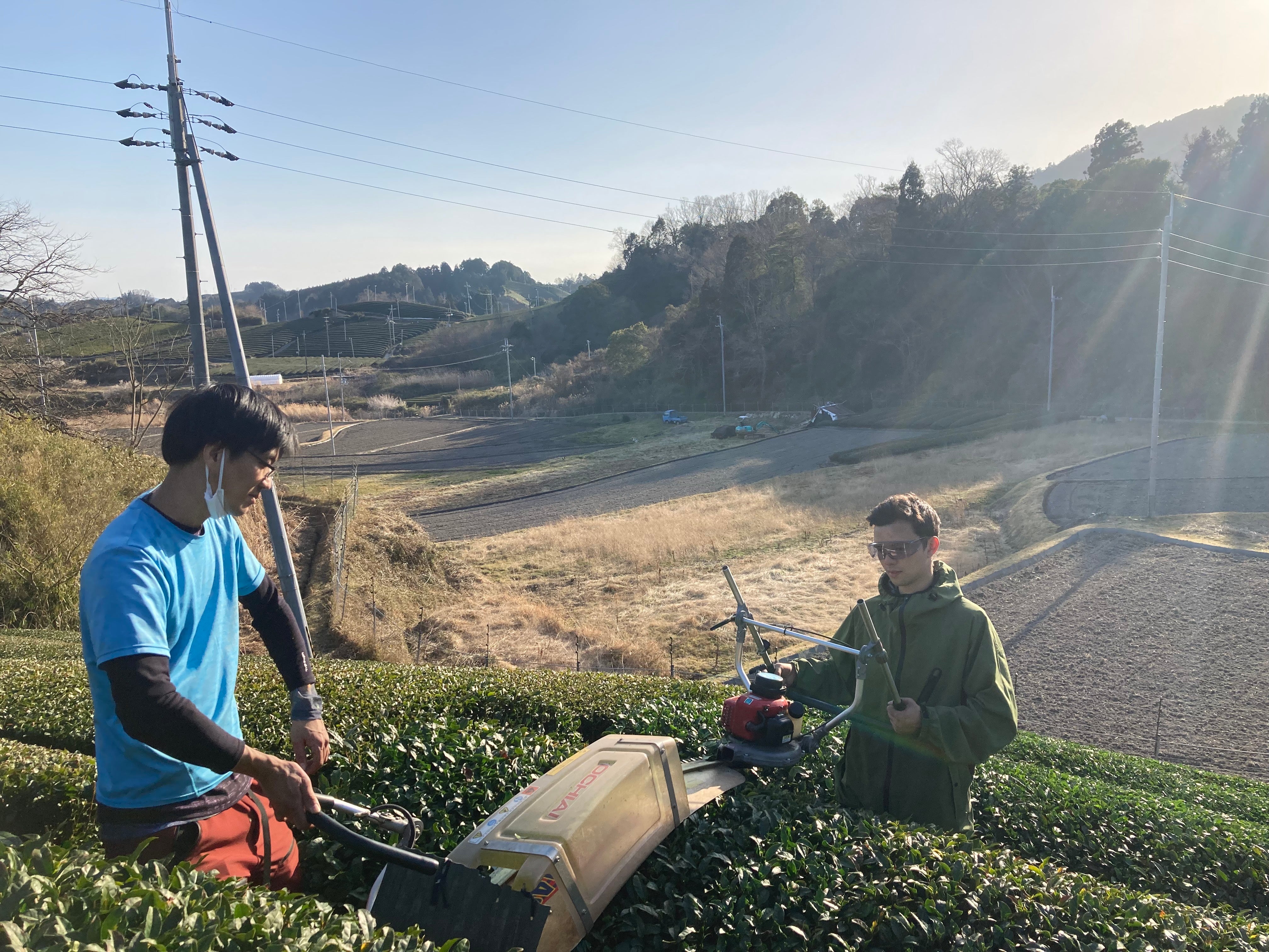 Farmers tea farming in Kyoto