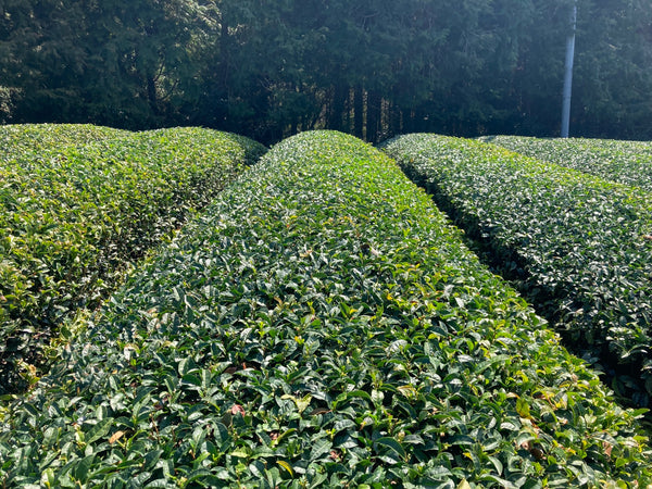 Rows of tea shrubs at a tea farm