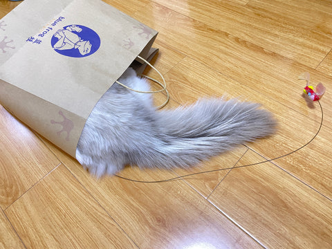 Cat in Paper Bag