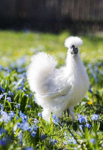 silkie breeds