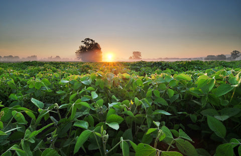 Prairie Fire Organic Soybean Field and Soy wax