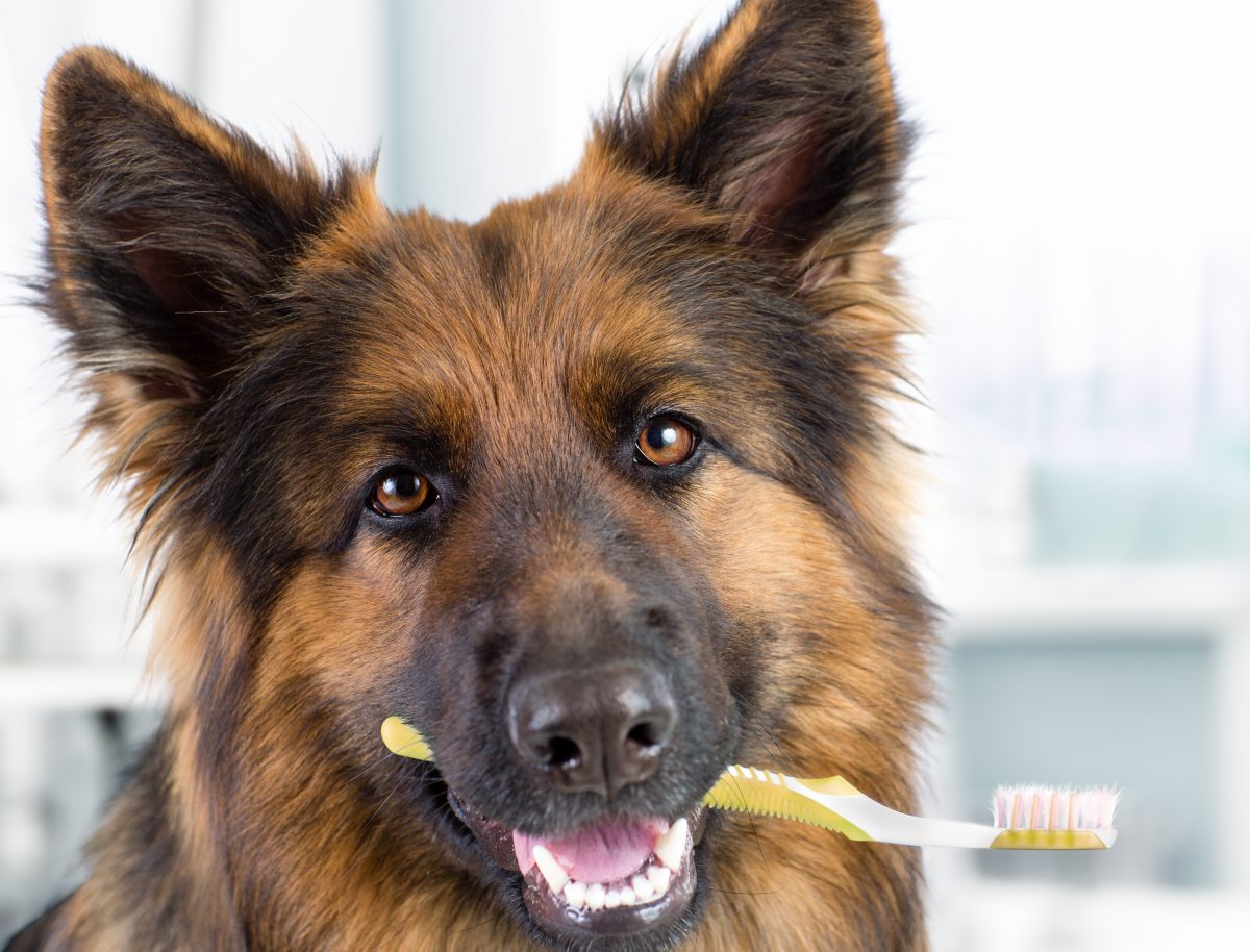 How Often Should You Brush Your Dog's Teeth? - Missing ...