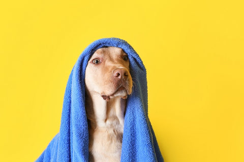 dog with towel on its head