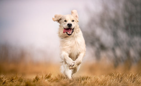 dog running in a field