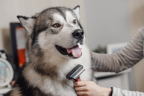 person brushing a dog