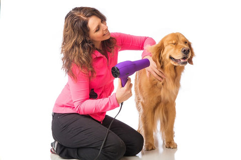 Woman blow-drying her dog