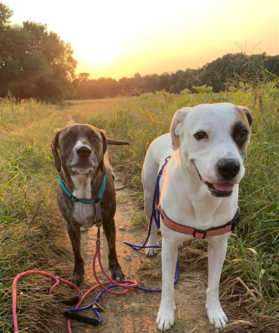 Two dogs in a sunset